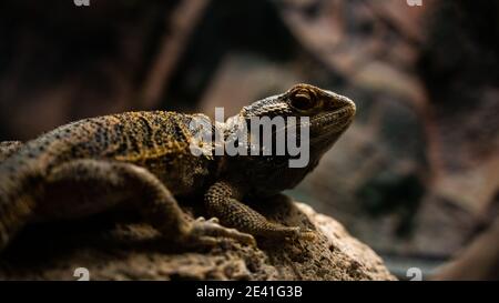 agama in a terrarium Stock Photo