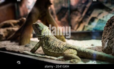 Agama in the terrarium Stock Photo