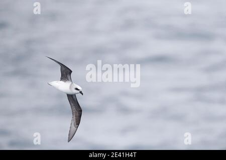 white-headed petrel (Pterodroma lessonii), in flight above the subantarctic pacific ocean, side view, New Zealand, Campbell islands Stock Photo