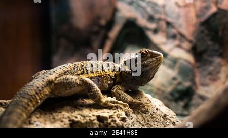 Agama on the rock in terrarium Stock Photo