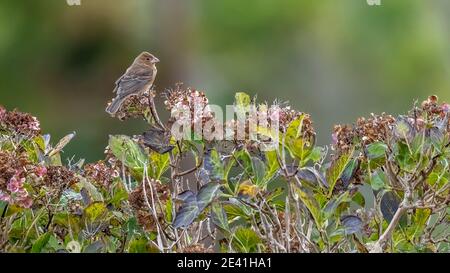 Eastern blue grosbeak (Passerina caerulea, Passerina caerulea caerulea , Guiraca caerulea), first-winter sitting on a bush, Azores, Corvo Stock Photo