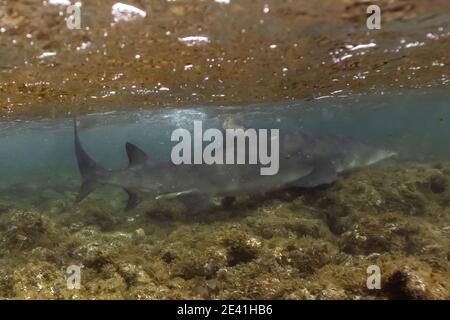 lemon shark (Negaprion brevirostris), swimming in Altantic ocean, Cap Verde Islands Stock Photo