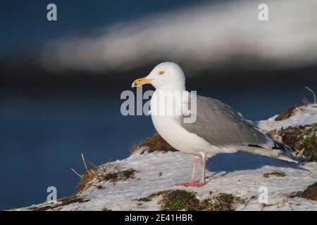 herring gull (Larus argentatus, Larus argentatus argentatus), adult standing in the snow, Norway Stock Photo