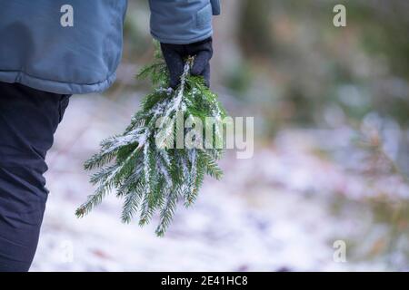 Norway spruce (Picea abies), spruce branches are collected, Germany Stock Photo