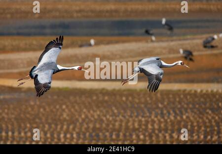 Japanese white-naped crane (Grus vipio, Antigone vipio), pair flying over agricultural field, few Hooded Cranes in the background, Japan, Kyushu Stock Photo