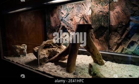 Agama on the rock in terrarium Stock Photo
