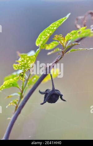 deadly nightshade (Atropa bella-donna, Atropa belladonna), old fruit, Germany, North Rhine-Westphalia Stock Photo
