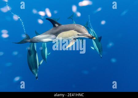 common dolphin, short-beaked Common Dolphin, saddleback(ed) dolphin, crisscross dolphin (Delphinus delphis), under water swimming pod of dolphins, Stock Photo