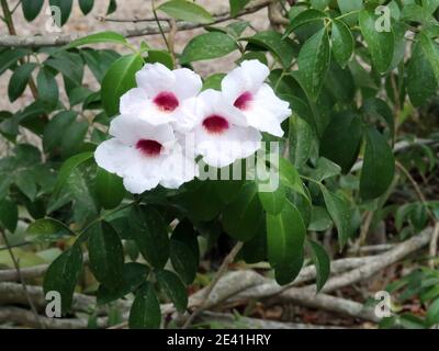 Bower Vine, Bower Plant, Jasmine (Pandorea jasminoides), blooming, Spain, Balearic Islands, Majorca