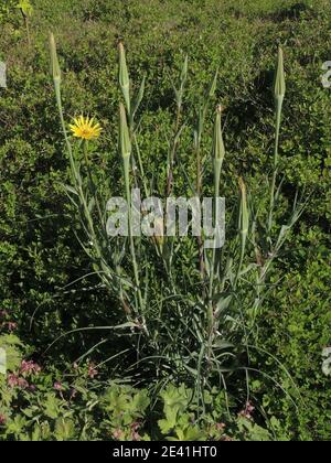 yellow salsify, meadow goat's-beard (Tragopogon dubius), blooming and fruiting, Germany Stock Photo