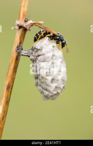 Paper wasp (Polistes nimpha, Polistes opinabilis), at its nest, inspecting the holes, Russia, Baikal Stock Photo