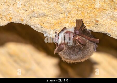 Bechstein's bat (Myotis bechsteinii), perched on a cave in Mont Saint Pierre, Belgium Stock Photo