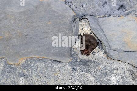 brown long-eared bat, common long-eared bat (Plecotus auritus), wintering in a tunnel, Belgium, Namur, Yvoir Stock Photo