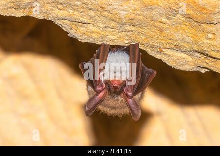 Bechstein's bat (Myotis bechsteinii), perched on a cave in Mont Saint Pierre, Belgium Stock Photo