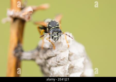 Paper wasp (Polistes nimpha, Polistes opinabilis), at its nest, inspecting the holes, Russia, Baikal Stock Photo
