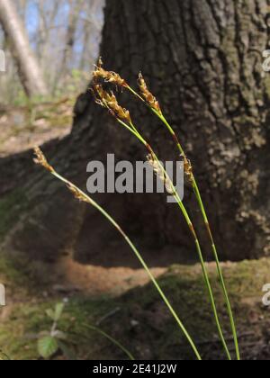 fingered sedge (Carex digitata), blooming, Germany, North Rhine-Westphalia Stock Photo
