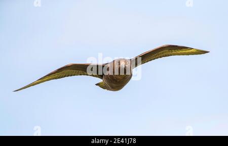 Lonnberg's skua, Brown skua, Antarctic skua, subantarctic skua, southern great skua, southern skua, h&#257;koakoa  (Stercorarius antarcticus Stock Photo