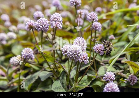 Himalayan smartweed (Polygonum capitatum, Persicaria capitata), with bee, Azores Stock Photo