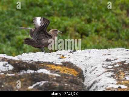 Lonnberg's skua, Brown skua, Antarctic skua, subantarctic skua, southern great skua, southern skua, h&#257;koakoa  (Stercorarius antarcticus Stock Photo