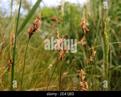spring sedge (Carex praecox), blooming, Germany, North Rhine-Westphalia Stock Photo