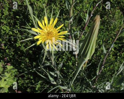 yellow salsify, meadow goat's-beard (Tragopogon dubius), blooming and fruiting, Germany Stock Photo