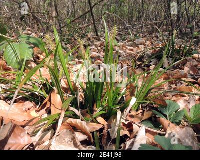 wood-sedge (Carex sylvatica), blooming, Germany, North Rhine-Westphalia Stock Photo
