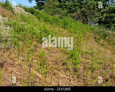 bracken fern (Pteridium aquilinum), shoots of a population in spring, Germany Stock Photo