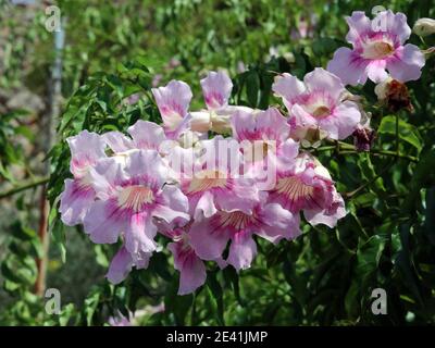 Podranea, Pink Trumpet Vine, Bignone Rose (Podranea ricasoliana), blooming, Spain, Balearic Islands, Majorca Stock Photo