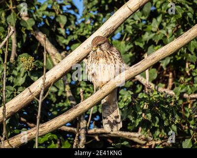 A common kestrel (Falco tinnunculus) in the Beddington Farmlands nature reserve in Sutton, London. Stock Photo