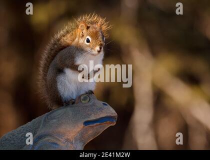 Eastern Gray Squirrel on ornamental garden frog Stock Photo