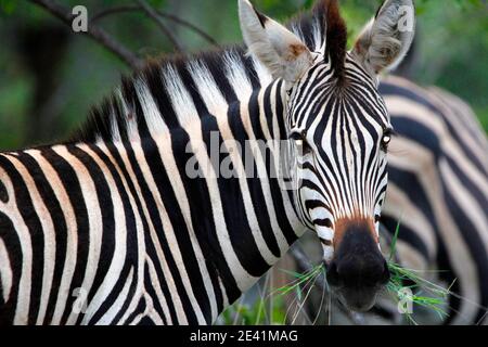 Zebra in the Kruger Park. Stock Photo