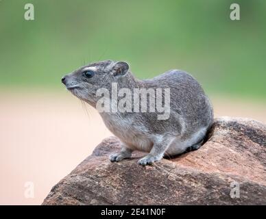 Rock hyrax or Dassie Procavia capensis sitting on a rock in at Tsavo East National Park in Kenya East Africa Stock Photo