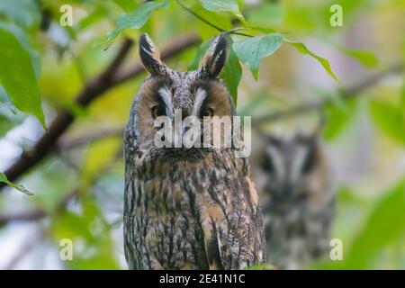 Two long-eared owls (Asio otus / Strix otus) perched in tree in forest Stock Photo