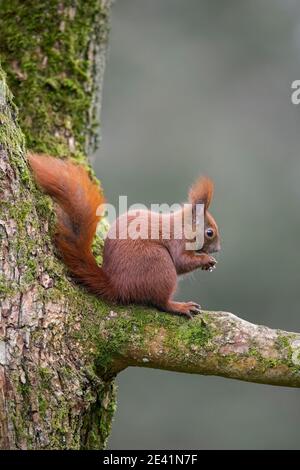 Cute Eurasian red squirrel (Sciurus vulgaris) sitting on tree branch and eating nut in forest Stock Photo