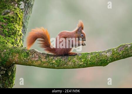 Cute Eurasian red squirrel (Sciurus vulgaris) sitting on tree branch and eating nut in forest Stock Photo