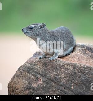 Rock hyrax or Dassie Procavia capensis at Tsavo East National Park in Kenya East Africa Stock Photo