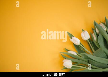 Tulips on yellow for a Womens Day, Mother Day, 8 march or Valentines day. Close-up. The concept of holidays and good morning wishes. Stock Photo