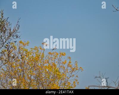 Hawk Soaring Above Trees: Red-tailed hawk bird of prey soars above a brightly colored fall tree on an autumn day with a bright blue sky Stock Photo