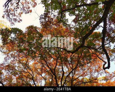 Autumn in the forest: Looking up at an oak tree with different fall colored leaves on a bright sunny day Stock Photo