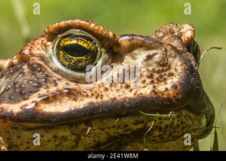 Pink frog hi-res stock photography and images - Alamy