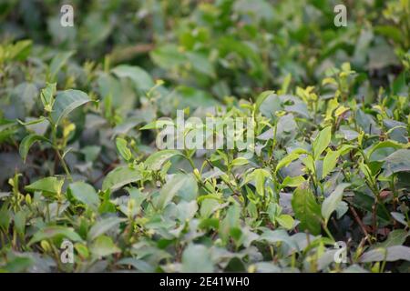 Melaleuca alternifolia is known as the tea tree Stock Photo