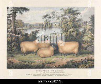 Print made by John West Giles, active 1827â€“1865, Four Prize Wethers, 1837. Lithograph with hand coloring on thick, slightly textured, cream wove paper.   agronomy , animal art , ewe (animal) , farming , husbandry , obesity , science Stock Photo
