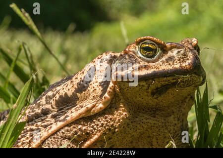 portrait of a toad where you can see the face and part of the body. The diffuse background is green outside and some grasses are visible