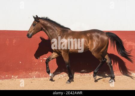 Beautiful brown gelding thoroughbred horse trotting in freedom Stock Photo