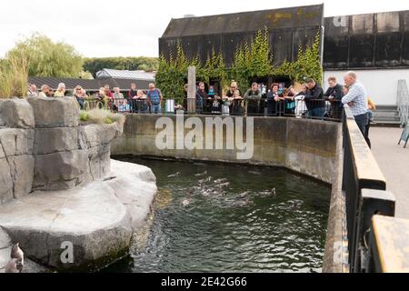 Aalborg, Denmark - 25 Jul 2020: People looking at Penguins swimming in green water Stock Photo