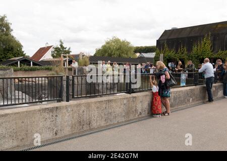 Aalborg, Denmark - 25 Jul 2020: People looking at Penguins swimming in green water Stock Photo