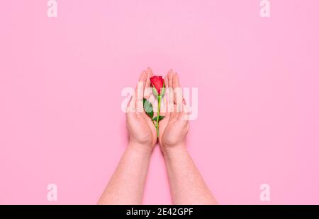 Woman holding a red rose flower, isolated on a pink background. Top view with single rosebud held in hands. Valentine day and Mother day concept. Stock Photo