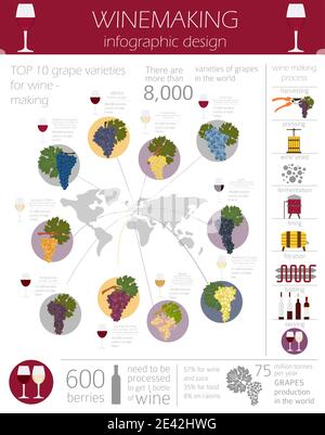 Grapes varieties for wine. Winemaking infographic. Vector illustration Stock Vector