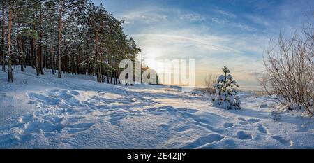 Panoramic view of winter landscape. Covered in snow trees against dramatic evening light. Snowy Baltic sea coast.