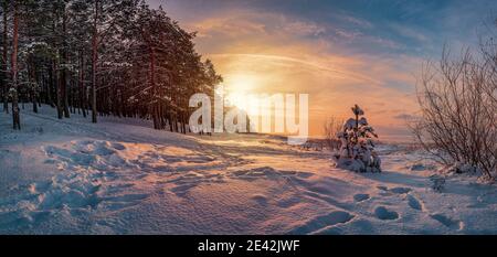 Panoramic view of sunset over winter landscape with covered in snow pine and fir trees against dramatic evening light. Snowy Baltic sea coast. Stock Photo